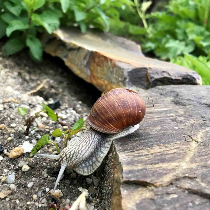 Die Schnecke labt sich an den Köstlichkeiten des Kräutergartens.