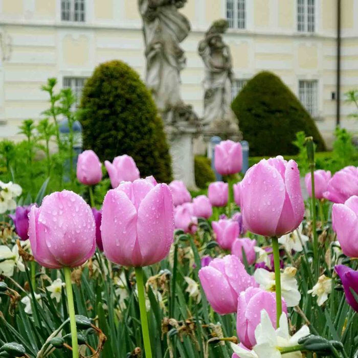 Üppige Tulpenblüte im Johannishof des Stiftes Altenburg.