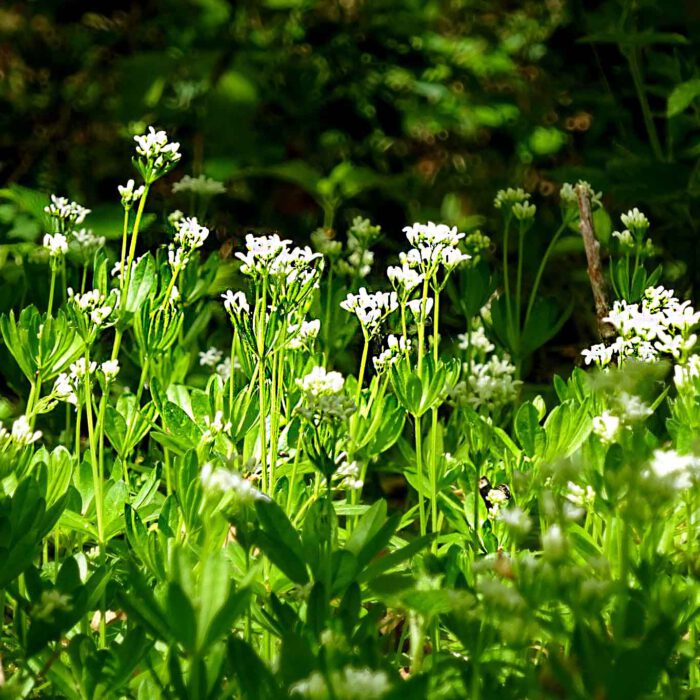 Wenn die kleinen weissen Blüten erblühen, wird der aromatische Duft besonders deutlich spürbar.