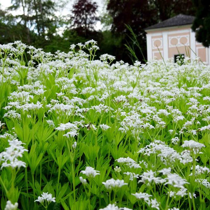 Wilheringer Waldmeister im Stiftspark.