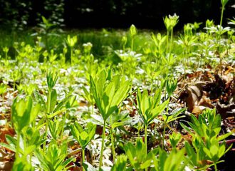 Aromatisch duftende grüne Teppiche bilden die kleinen zierlichen Waldmeisterpflänzchen in Buchenwäldern.
