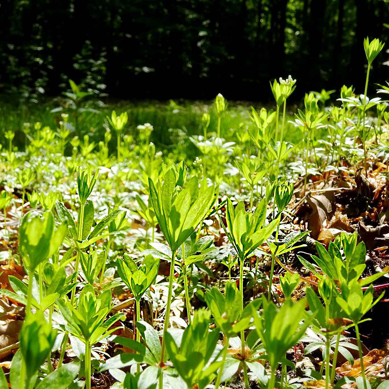 Aromatisch duftende grüne Teppiche bilden die kleinen zierlichen Waldmeisterpflänzchen in Buchenwäldern.