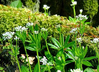 Blühender Waldmeister vor einem vermoosten Baumstamm