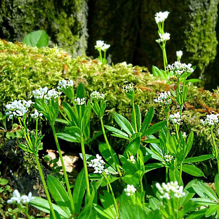 Blühender Waldmeister vor einem vermoosten Baumstamm