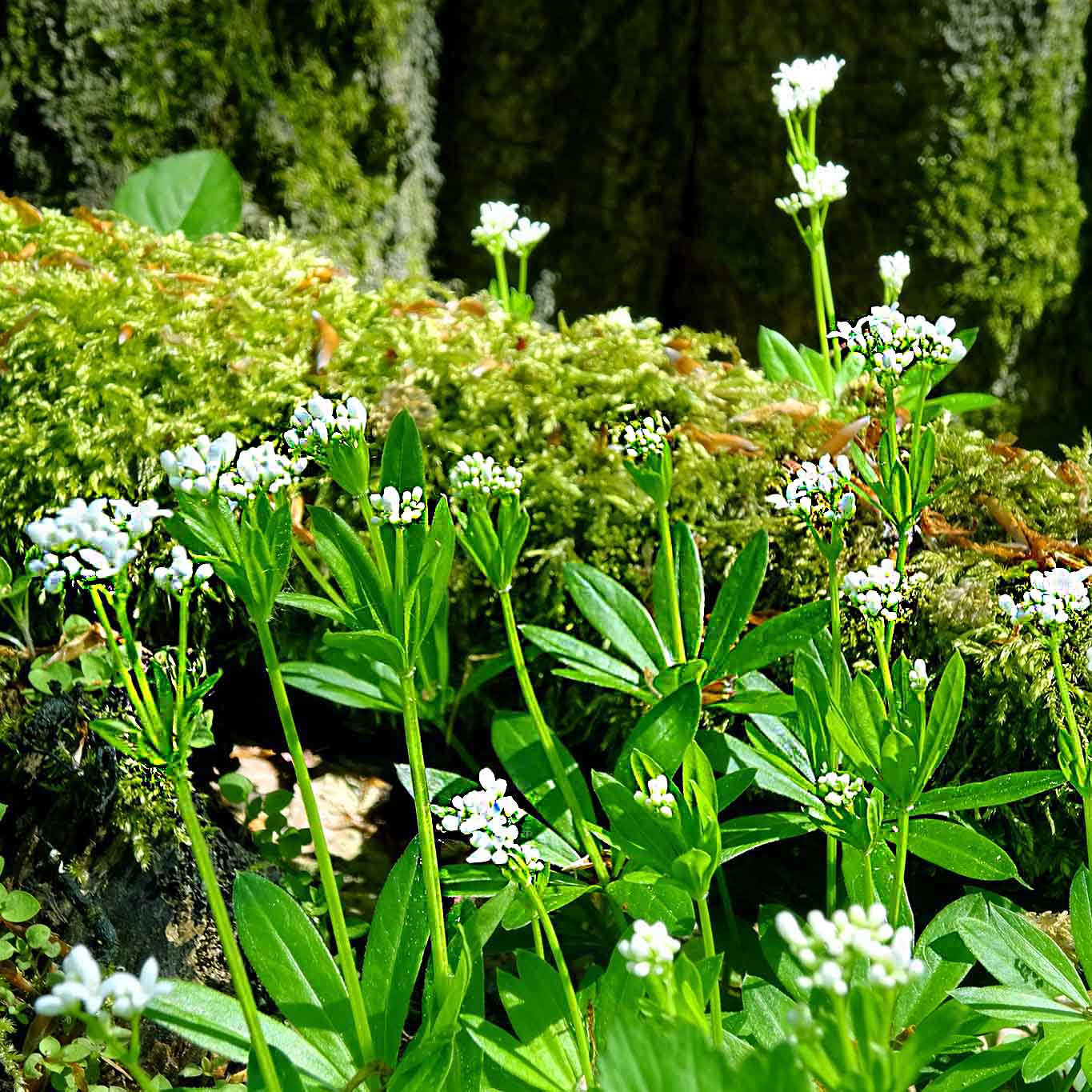 Waldmeister – das wohlriechende Labkraut