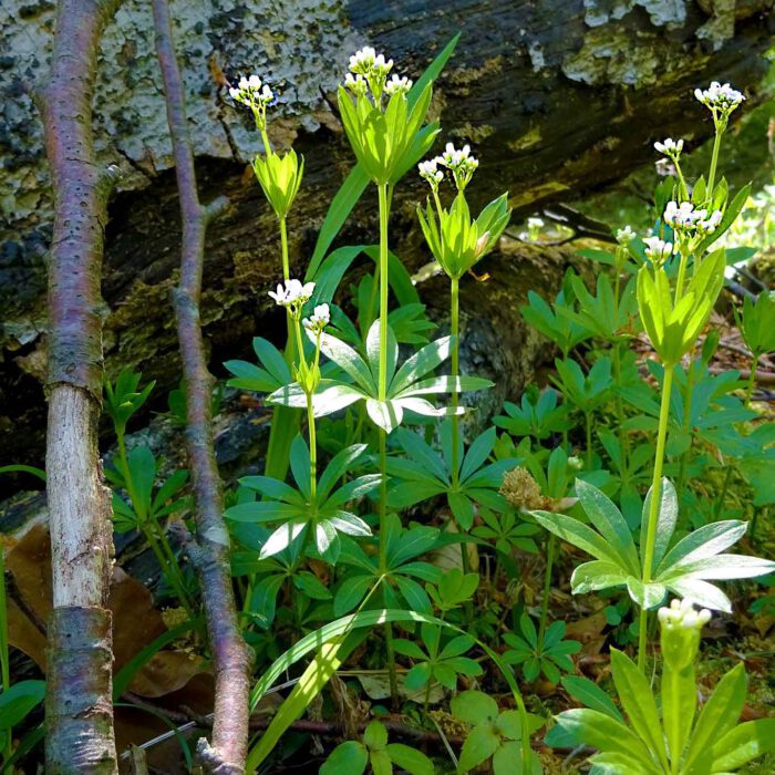 Waldmeister gedeiht im Halbschatten von Buchenwäldern in feuchten mit Laub bedeckten Bodensenken.