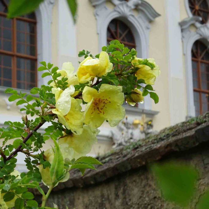 Die Heckenrose überragt die brüchige Mauer.