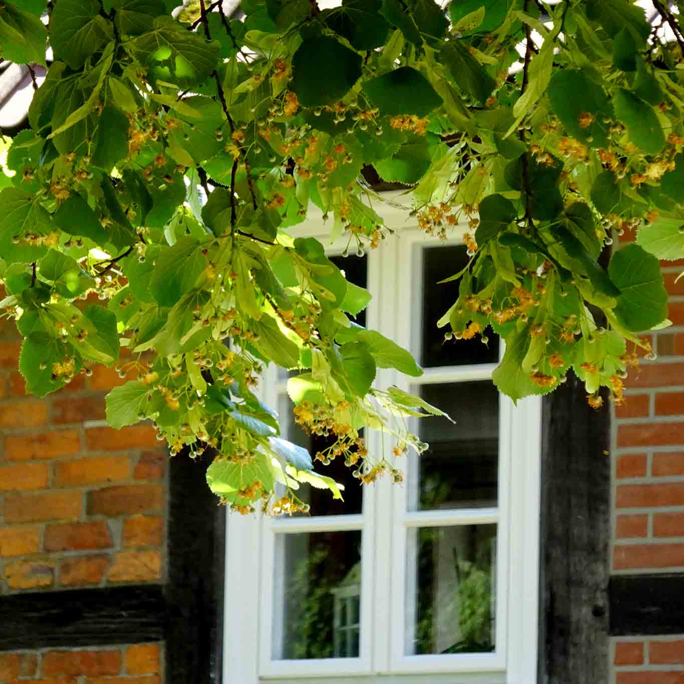 Blühende Linden vor dem Fenster eines norddeutschen Bauernhauses.