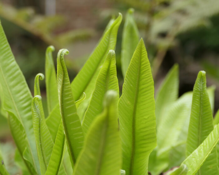 Hirschzungenfarn im Orto Botanico Torino mit seinen typischen leckenden Zungenformen eines Hirsches.