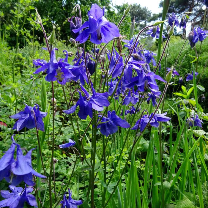 Blaue Akelei in voller Blüte.