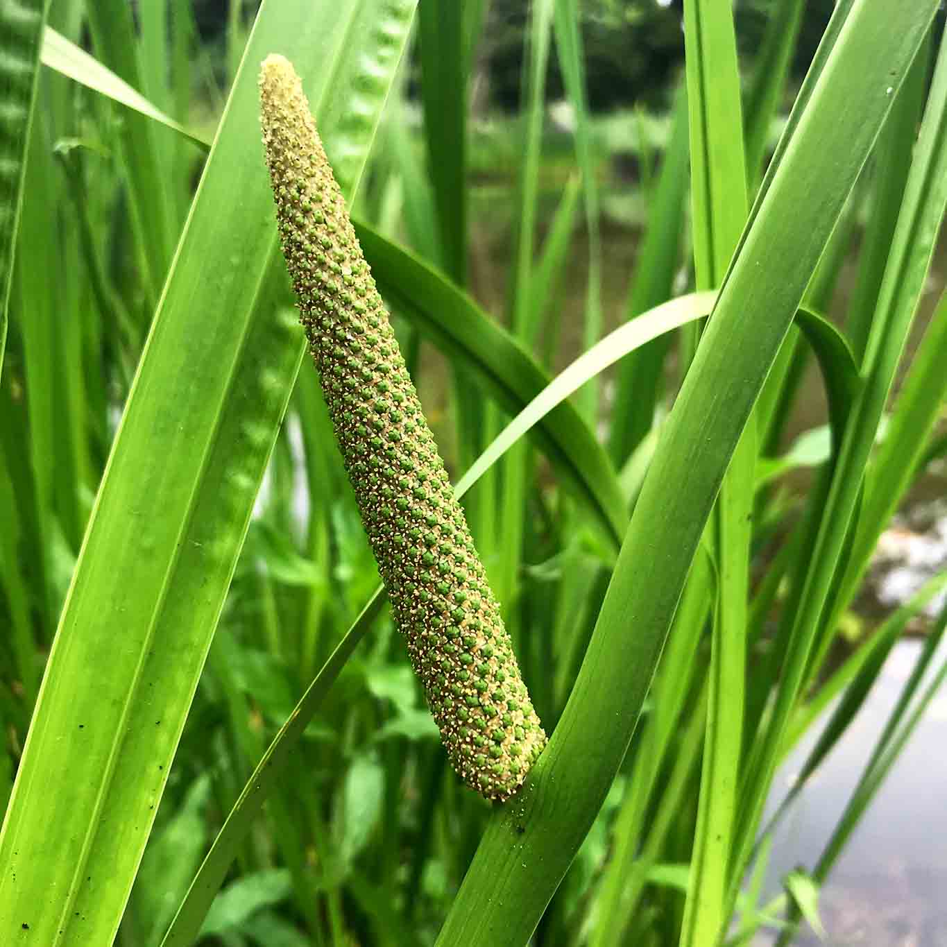 Calmus der aus dem Sumpf kommt Wiesenwohl