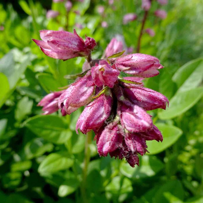 Knospender Diptam im botanischen Garten.