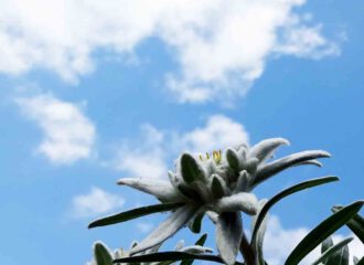 Der Schatz der Alpen ist kapriziös wie keine andere Blume.