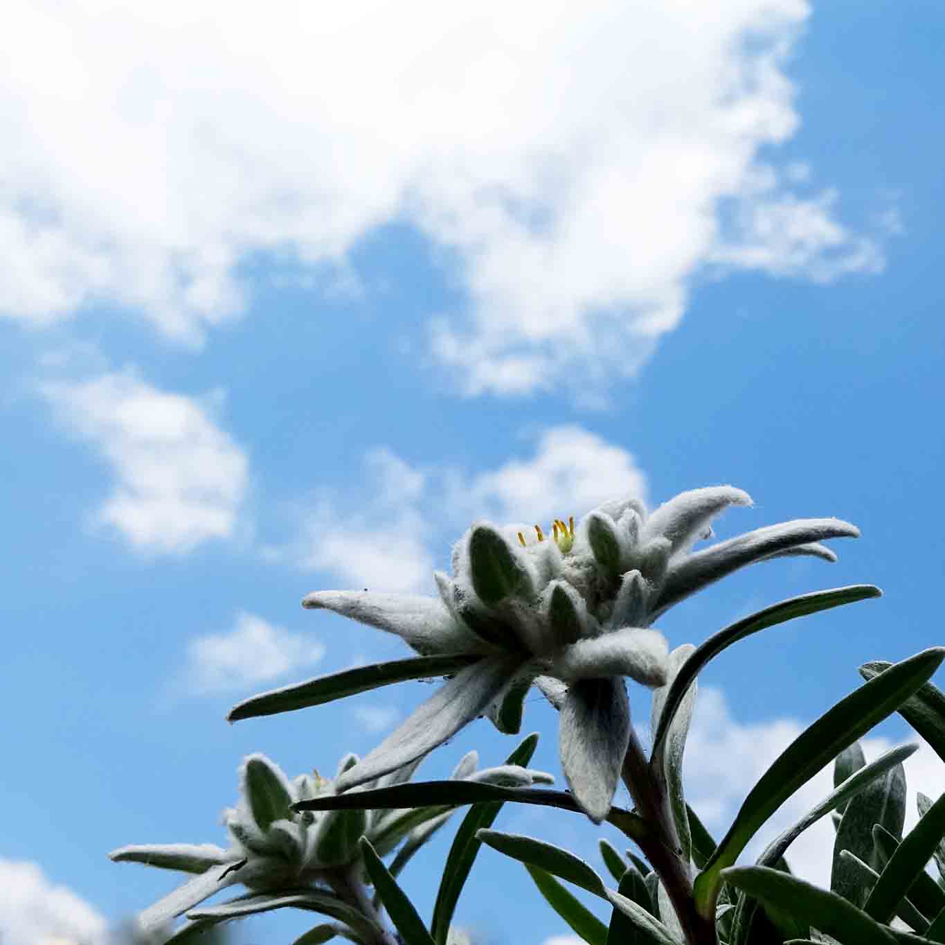 Der Schatz der Alpen ist kapriziös wie keine andere Blume.