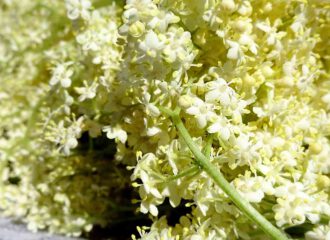 Holunderblüten sind ein hervorragender Rohstoff für Erkältungstee und tolle Leckereien.