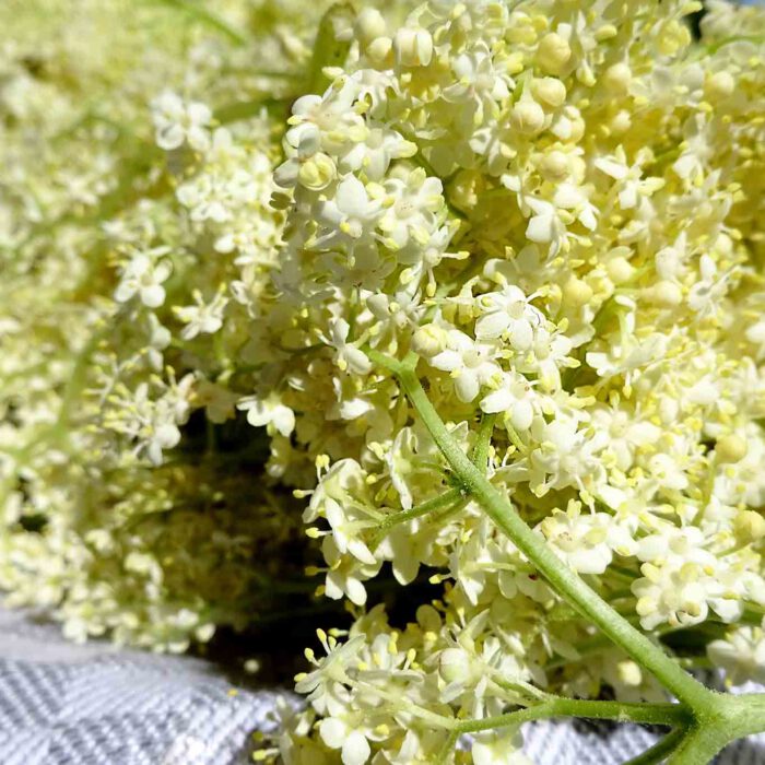 Holunderblüten sind ein hervorragender Rohstoff für Erkältungstee und tolle Leckereien.