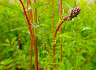 An den Blättern und den Blütenständen ist der Kleine Wiesenknopf gut von seinem grossen Bruder zu unterscheiden.