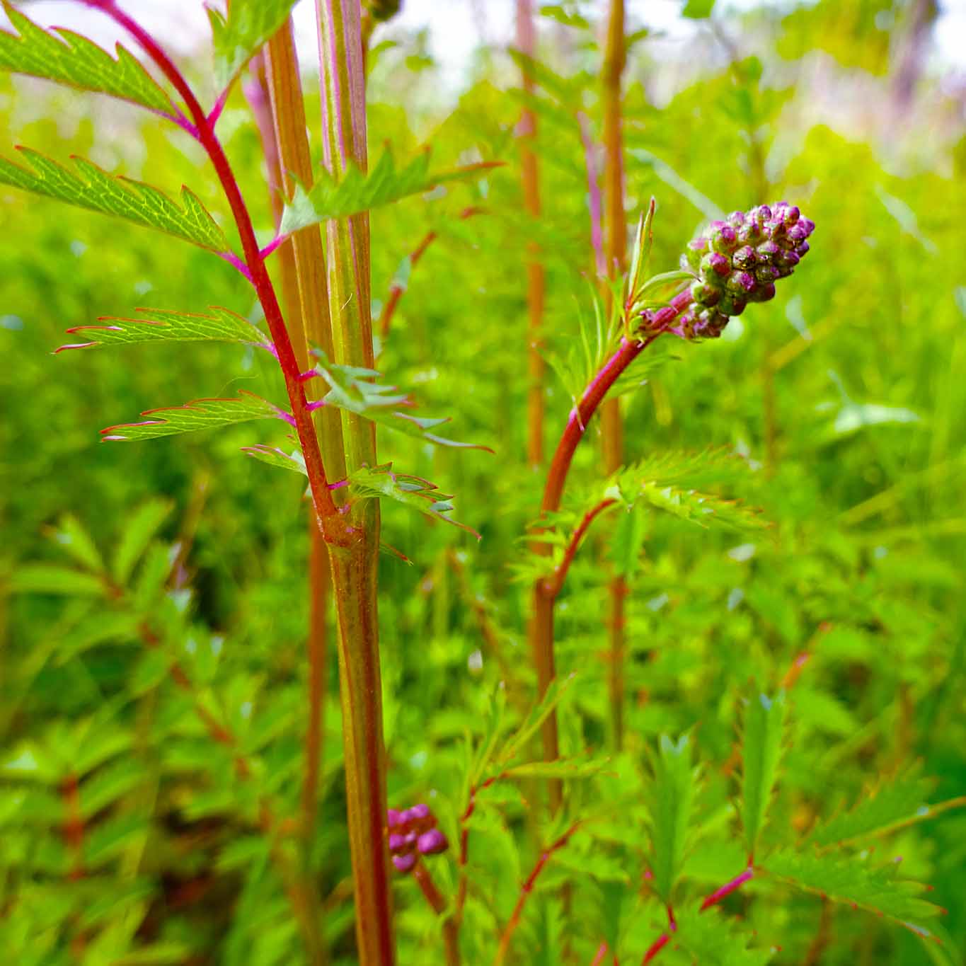 An den Blättern und den Blütenständen ist der Kleine Wiesenknopf gut von seinem grossen Bruder zu unterscheiden.