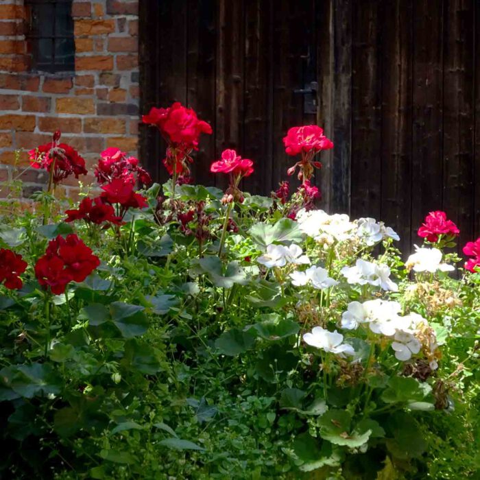 Balkon-, Terassen- und Kübelschmuck; die Pelargonien.