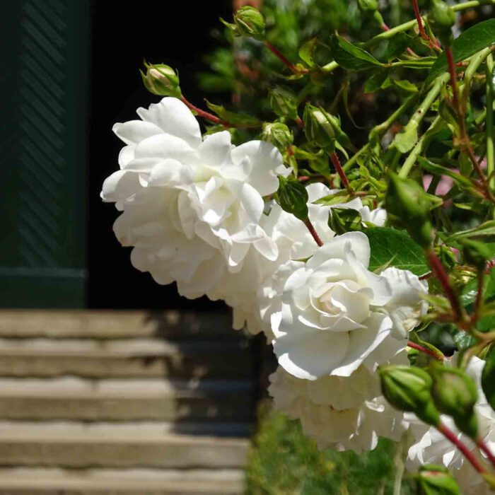 Unschuldiges Weiss der Blütenblätter der Rosen.