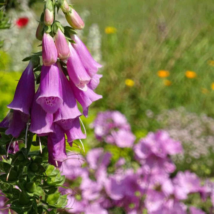 Schmückende Heilkräuter und Arzneipflanzen im Klostergarten.