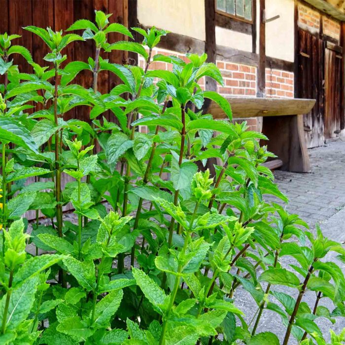 Schmückende Minze ist zur Ernte bereit.