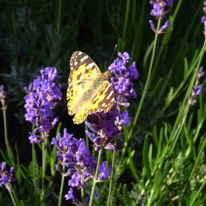 Ein duftendes und süsses Paradies für Schmetterlinge und Falter sind die Lavendelbüschel.