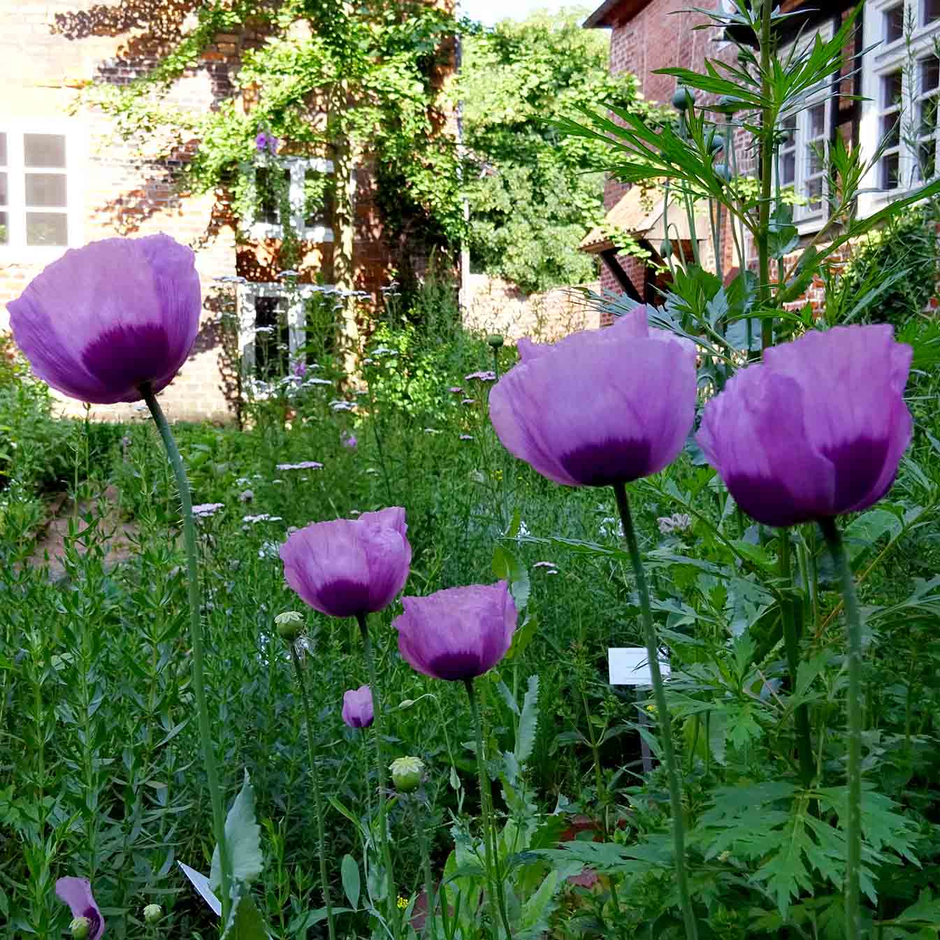Schlafmohn in der Farbe trauernder Frauen.
