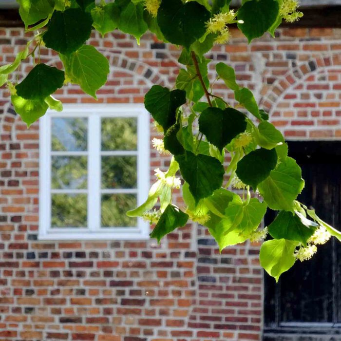 Lindenblüten sind etwas Feines im Juni vor dem Fenster und im Dezember als Tee.