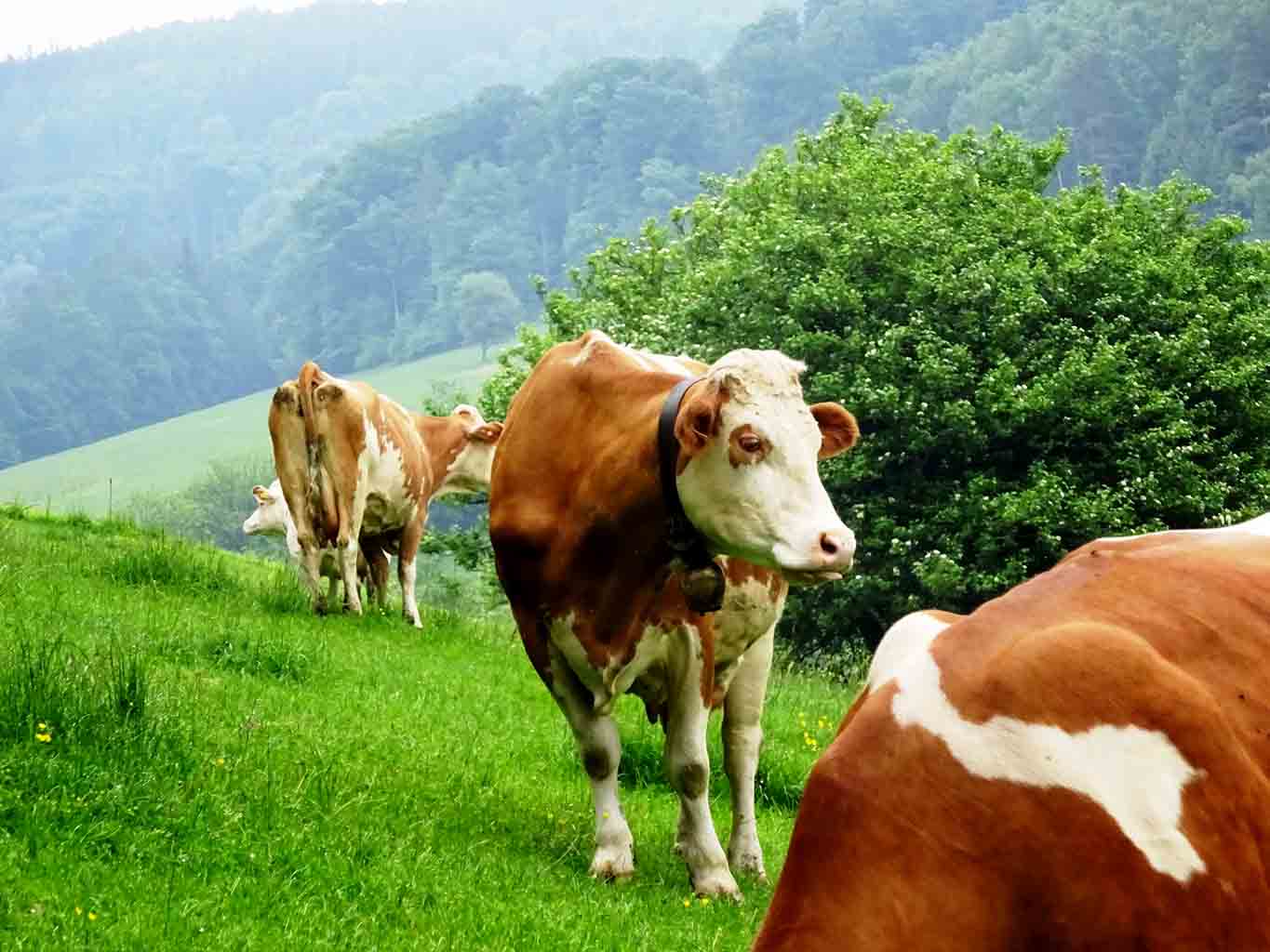 Kühe sind in der Regel ruhige und friedliche Tiere.