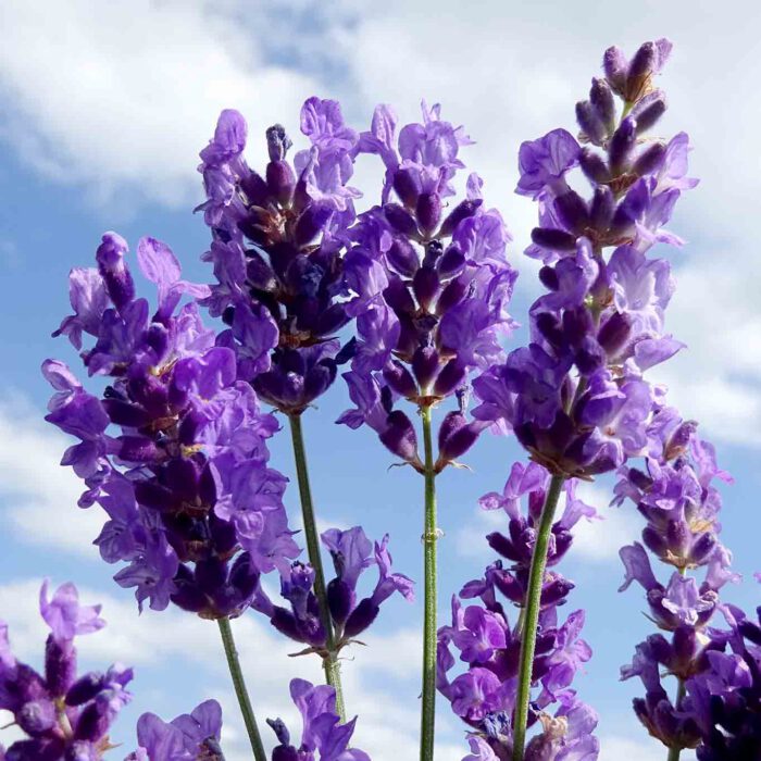 Die ätherischen Öle des Lavendels beruhigen die Nerven und gleichen aus.
