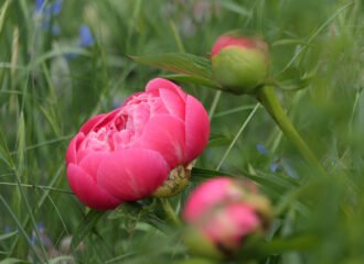 Blühende Pfingstrose im Schaugarten des MIP in Grasse.