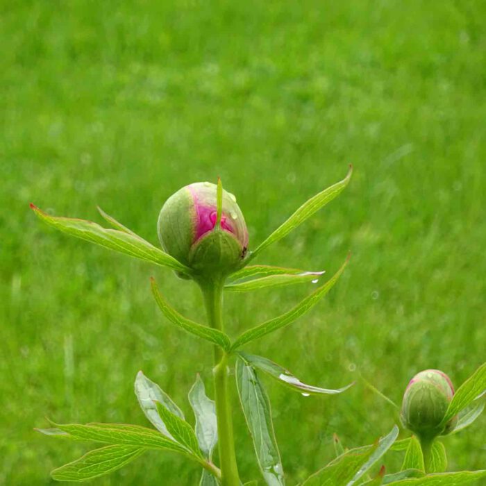 Bauernrosen werden die Pfingstrosen auch gennant. Als ob Bauern sich keine Rosen leisten könnten!