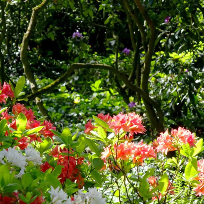 In der parkähnlichen Gestaltung präsentiert sich der Rhododendron in seiner Vielfarbigkeit.