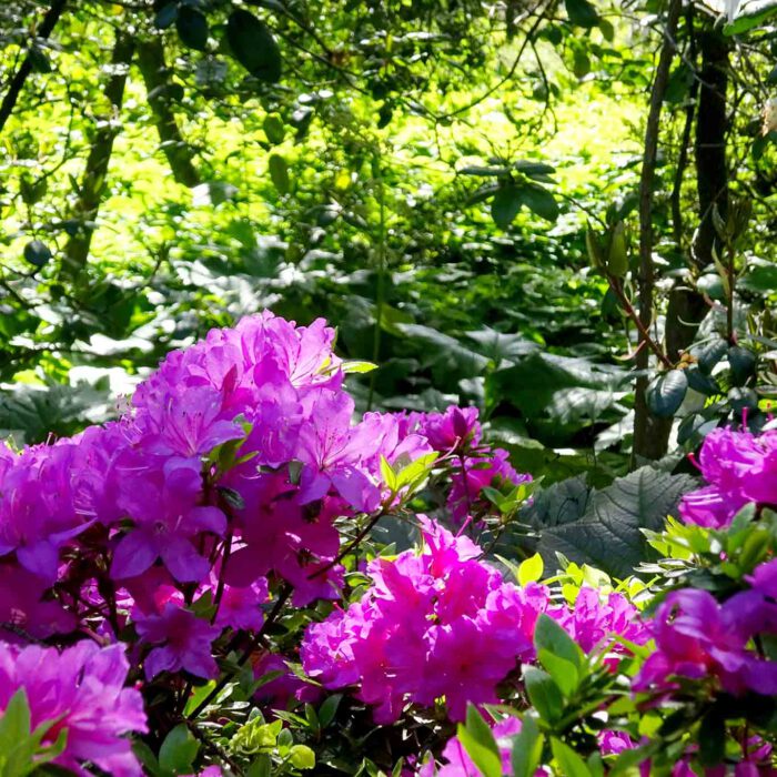 Sehenswert sind die blühenden Rhododendron-Sträucher im botanischen Garten Linz.