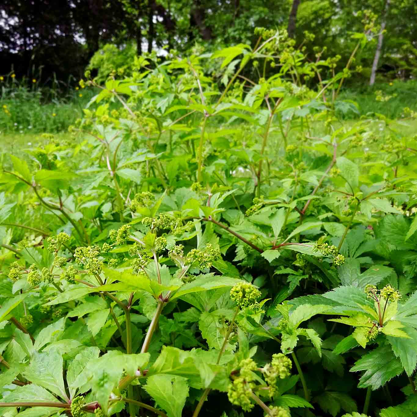 Das oftmals auf Waldspaziergängen unbeachtetet Sanikelkraut.