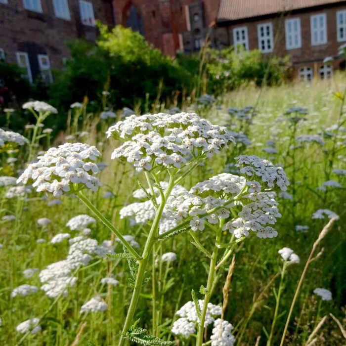 Die Schafgarbe ist ein fast schon gewöhnlicher Schmuck sommerlicher Wiesen. Die Schönheit entdeckt man beim näheren Hinsehen.