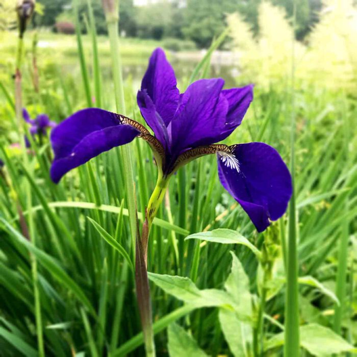 Schon der gute Walahfried Strabo begeisterte sich für die Blüten der Schwertlilie und würdigte sie ausgibig in seinem 'Hortulus'.