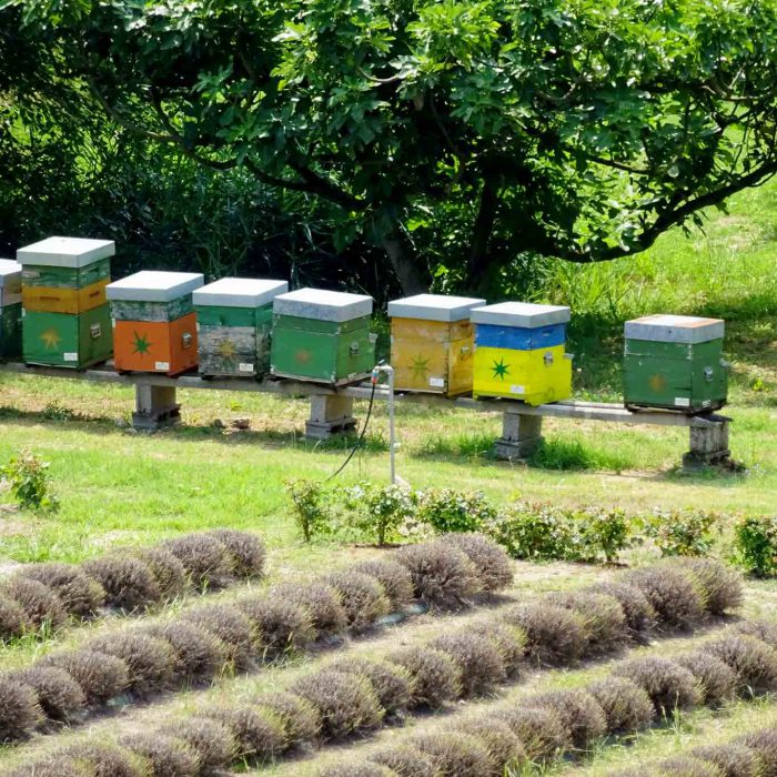 Bienenvolker sind in den Klostergärten zu Hause.