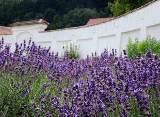 Üppig wurde der Lavendel ausgepflanzt und üppig gedeiht er.