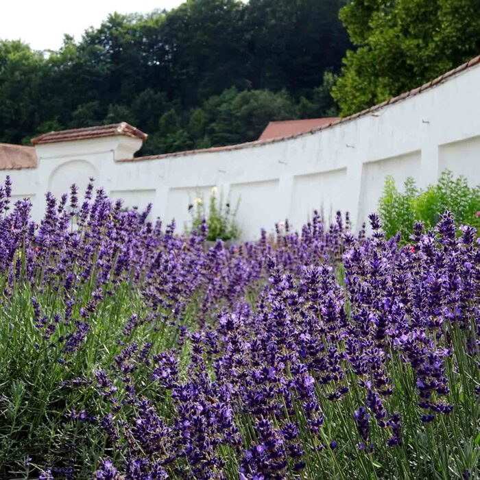 Üppig wurde der Lavendel ausgepflanzt und üppig gedeiht er.