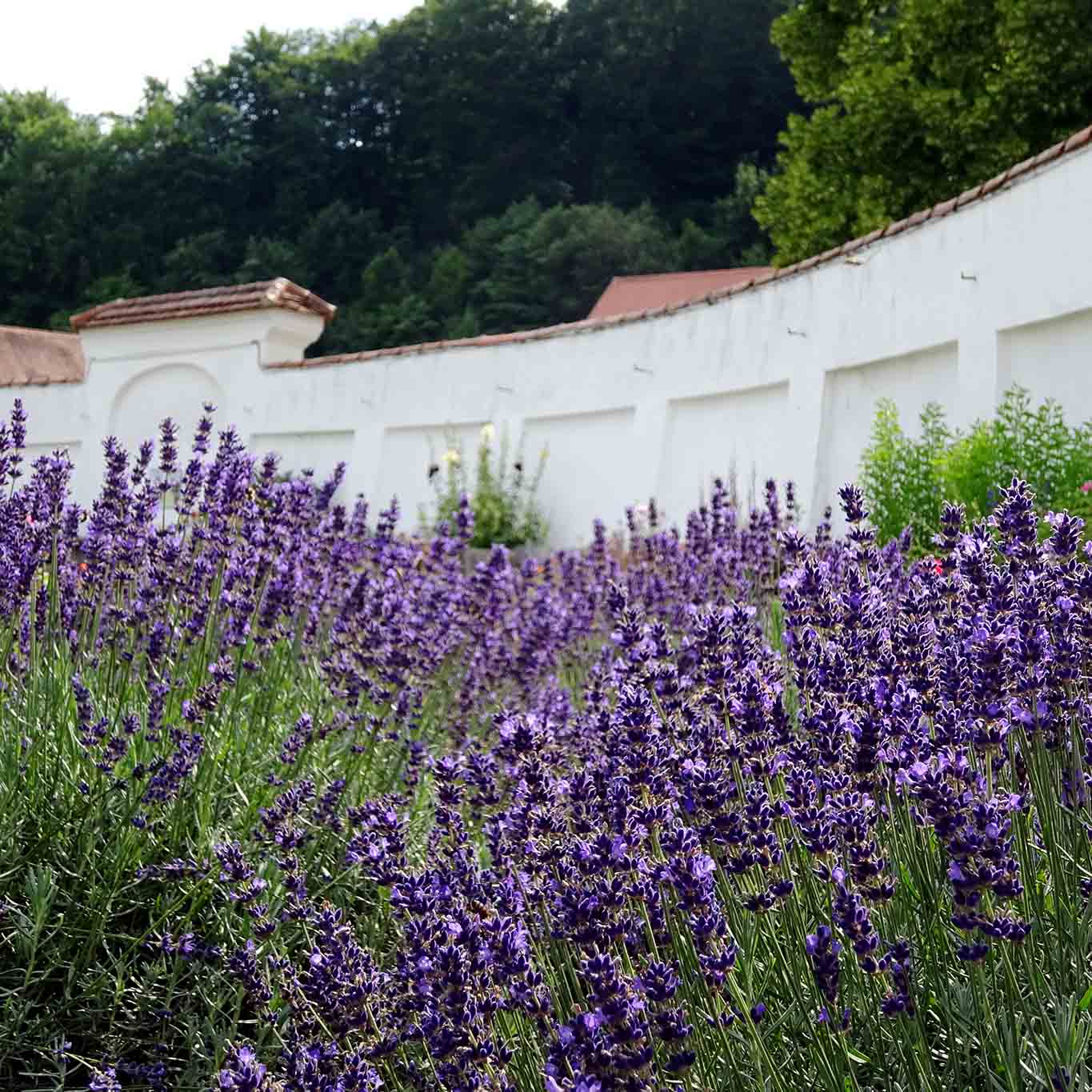 Üppig wurde der Lavendel ausgepflanzt und üppig gedeiht er.