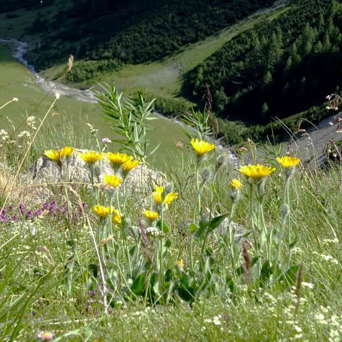 Abhängig vom Sonnenstand öffnen und schliessen sich die Blüten der Arnika.