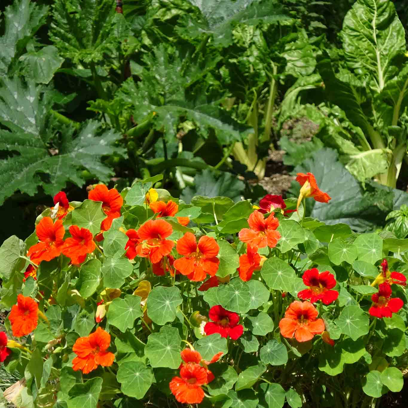 Kapuzinerkresse – ein bunter Schmuck für Küche und Garten