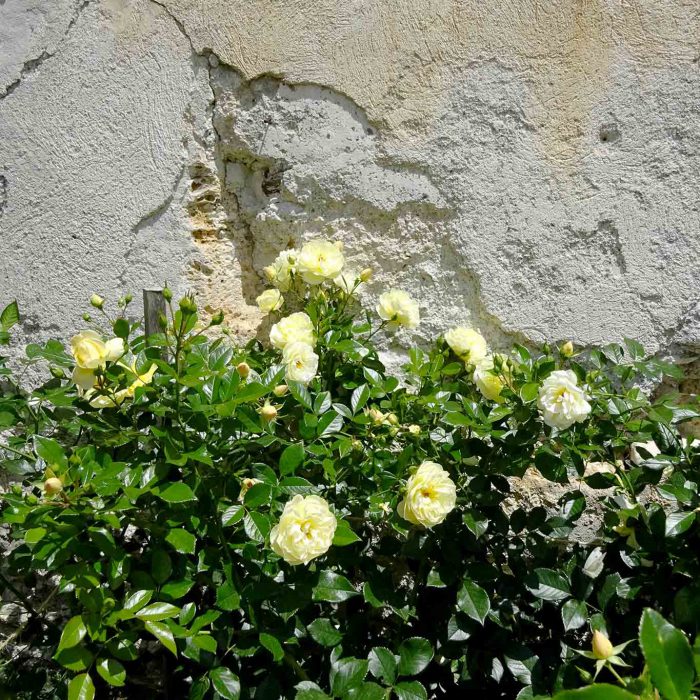 Viele Rosensorten zieren die Gärten rings um das Kloster.