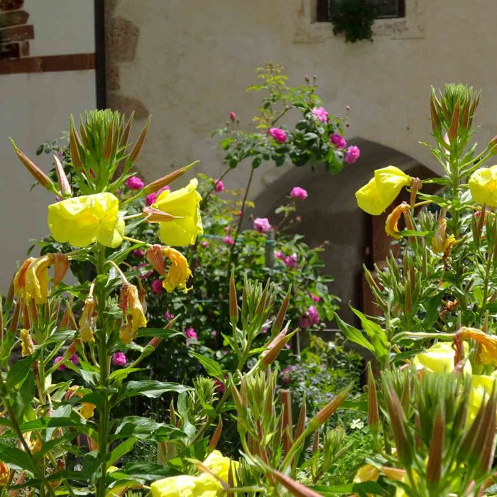 Die Pracht der Nachtkerze entfaltet sich im Klostergarten.