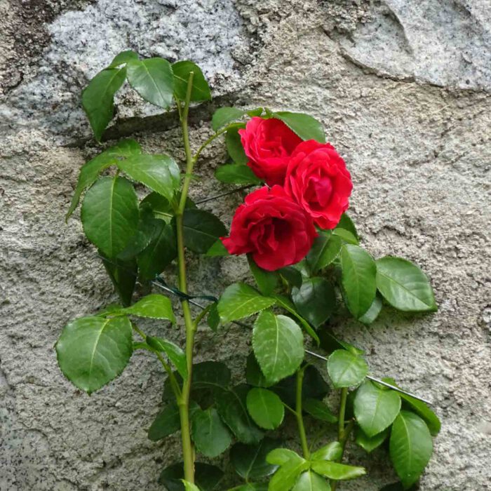 Die Rose, Mariens Blume, darf in keinem Kloster fehlen.