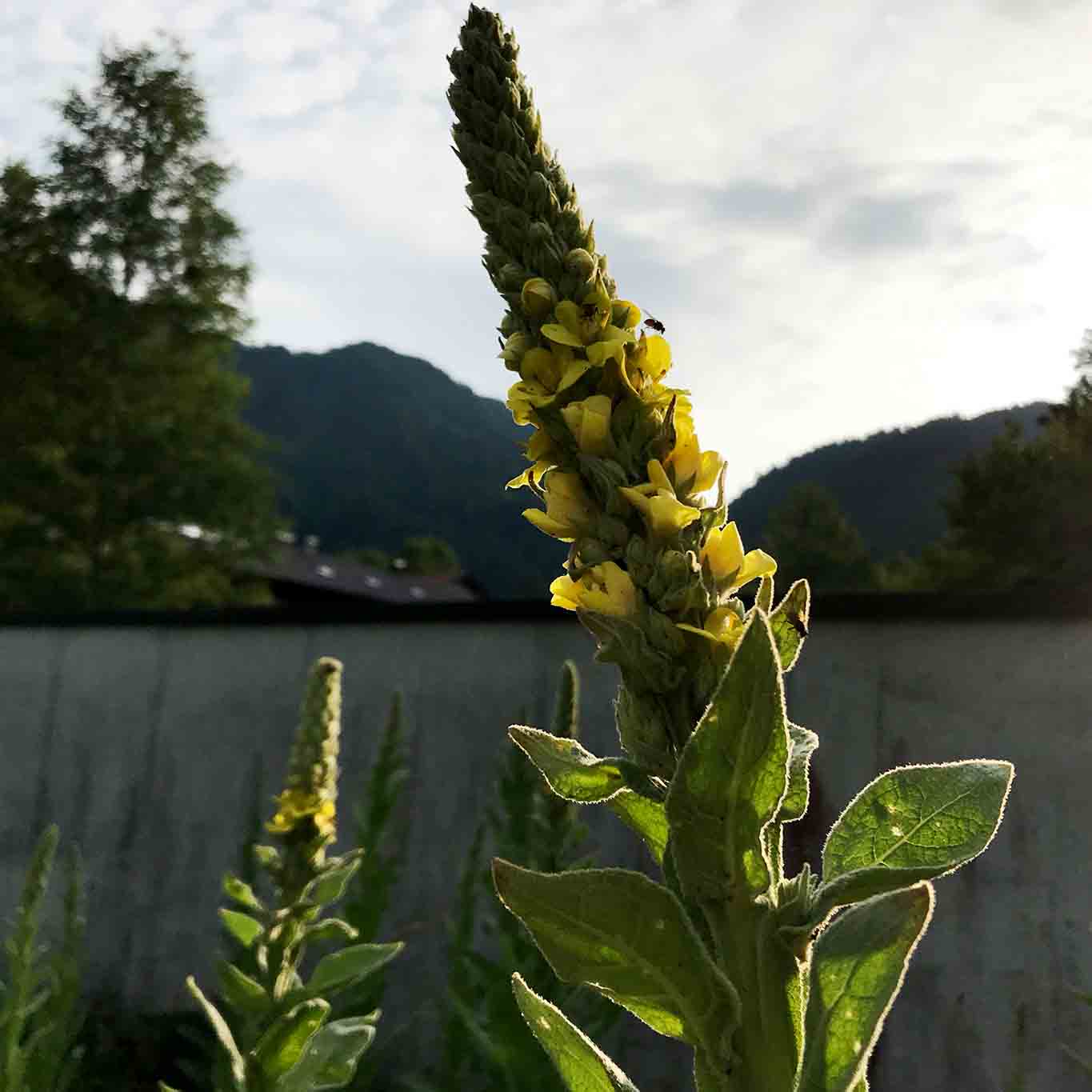 Die Königskerzen feiern den Sommer.