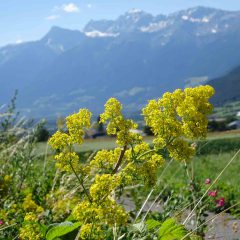 Das Labkraut kann die pflanzliche Alternative zur Fermentierung von Milch bei der Käsegewinnung sein.