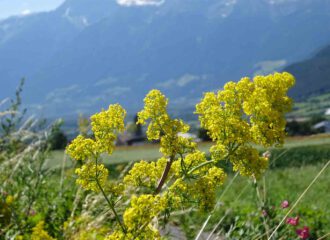 Das Labkraut kann die pflanzliche Alternative zur Fermentierung von Milch bei der Käsegewinnung sein.